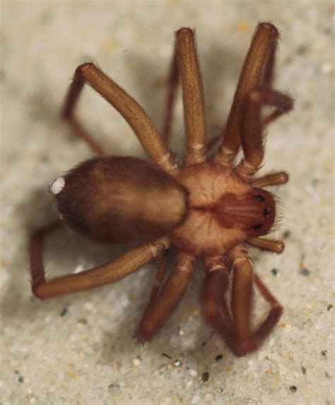 Dangerous brown recluse spiders found in Michigan family's garage - CBS ...