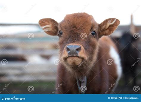 Close Up Portrait of a Cute Baby Cow. Stock Photo - Image of animal, daylight: 102504760