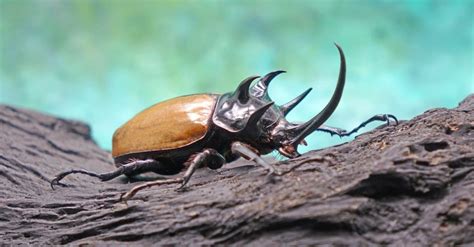 Beetle Insect Facts | AZ Animals