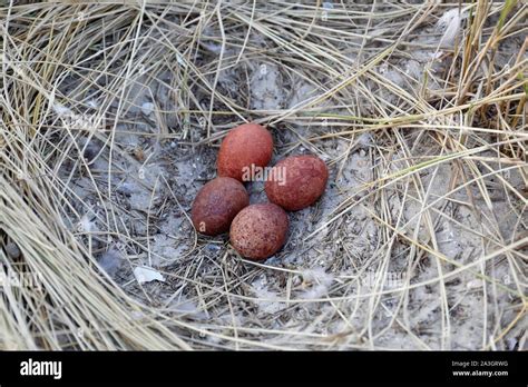 Peregrine Falcon Nest With Eggs