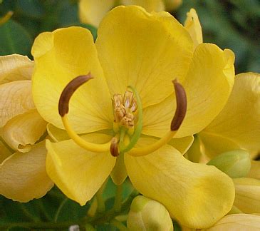 Cassia species| plant lust