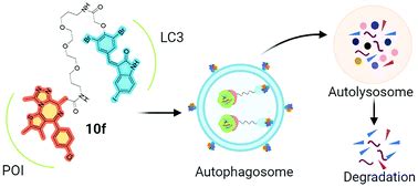 Developing potent LC3-targeting AUTAC tools for protein degradation with selective autophagy ...