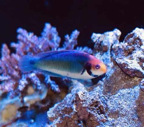 Fairy Wrasse | REEF2REEF Saltwater and Reef Aquarium Forum