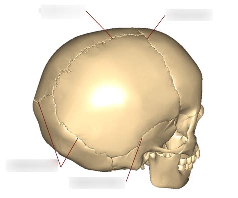 Skull Sutures Diagram | Quizlet