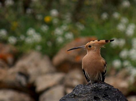 Birdwatching in Canary Islands 2024-2025 - Rove.me