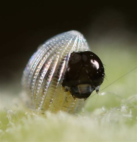 All of Nature: Monarch Butterfly Egg Hatching