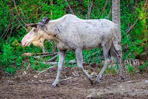 10+ Albino Elk Stock Photos, Pictures & Royalty-Free Images - iStock