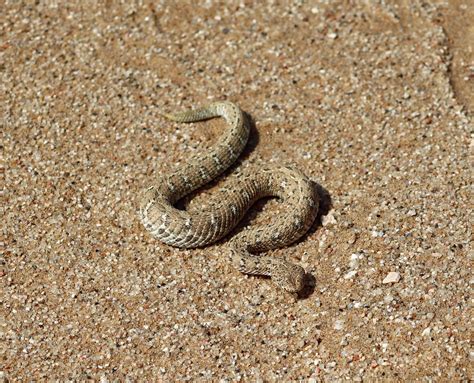 Sidewinder Rattlesnake Namibia - Free photo on Pixabay