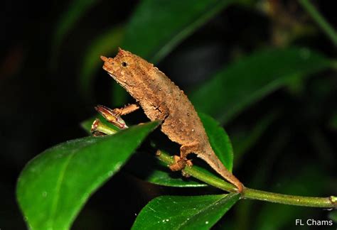 Pygmy Chameleon | Chameleon Forums