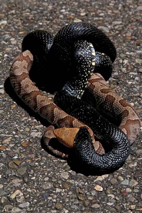 The Buckeye Botanist: Copperhead vs Eastern Black Kingsnake! Snake Enclosure, Snake Photos ...