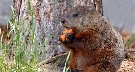 5 Natural Ways To Get Rid of Groundhogs - Farmers' Almanac - Plan Your ...