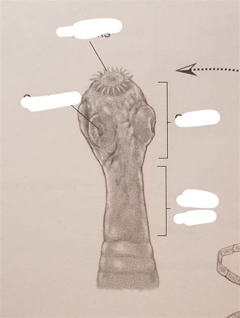 Tapeworm Anatomy Diagram | Quizlet