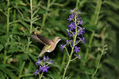 Bird Pollination