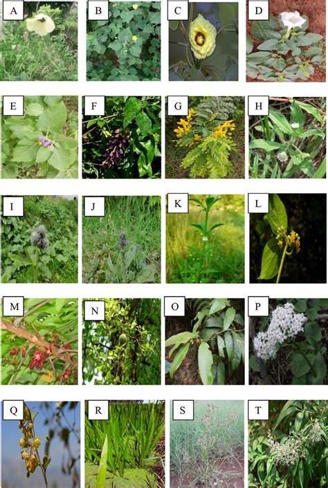 Pictorial representation of the selective Indian medicinal plants with ...