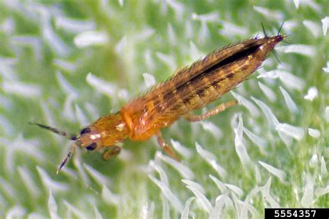 western flower thrips (Frankliniella occidentalis)