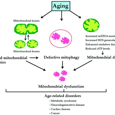 (PDF) The Mitochondrial Basis of Aging and Age-Related Disorders