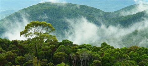 The role of forests in combating climate change