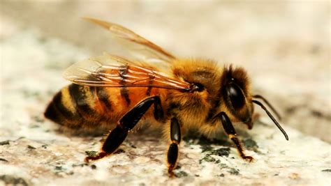 Honey Bee Wallpapers - Wallpaper Cave