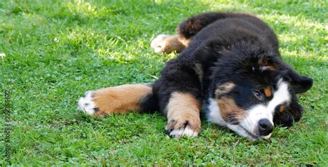 Berner Sennenhund Stock Photo | Adobe Stock