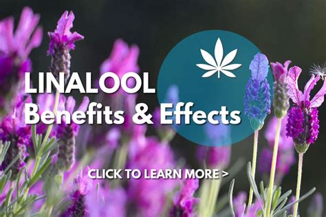 Linalool Terpene: Benefits, Effects and Uses » Absolute Nature CBD