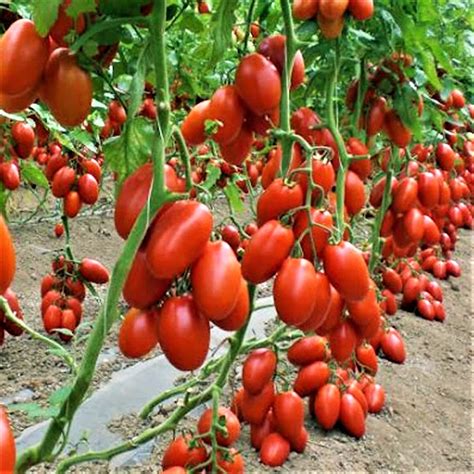 San Marzano Heirloom Tomato Seeds NON-GMO 30 Seeds Prolific | Etsy