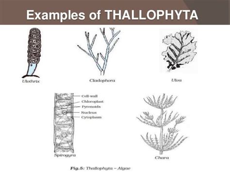 cyptogams vs phanerogams