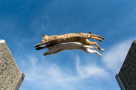 Your Amazing Cat: How they Jump High & Run Fast | ARM & HAMMER™ Cat Litter