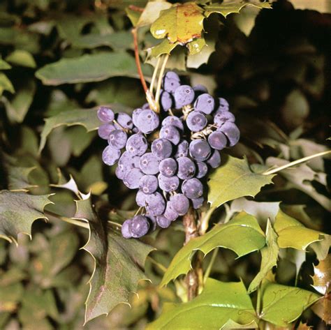 Oregon grape | Evergreen shrub, Mahonia, Pacific Northwest | Britannica