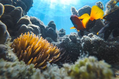 Clownfish in the Great Barrier Reef - Sailing Whitsundays