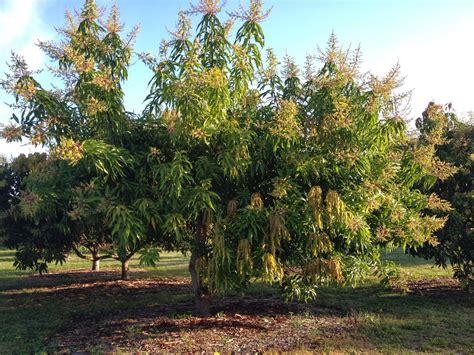 The Mango Report from Truly Tropical: Flowering Mangos and Trimming ...