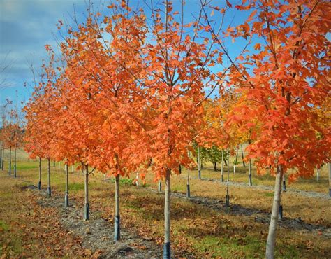 Green Mountain Sugar Maple Fall Color - Next Generation Landscape Nursery