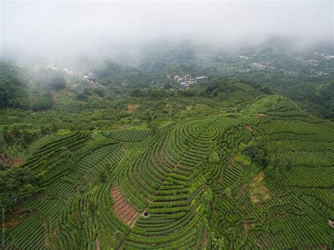 «Aerial View Of Tea Plantation In SIchuan China» del colaborador de Stocksy «Bo Bo» - Stocksy