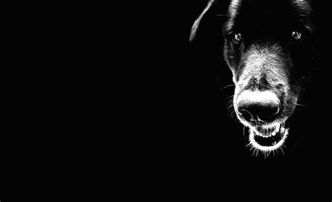 Black dog Wallpaper HD Download