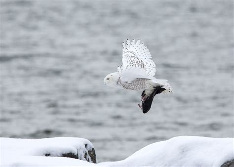 Nature in the City: Photographing Snowy Owls in Toronto – Tdot Blog Toronto