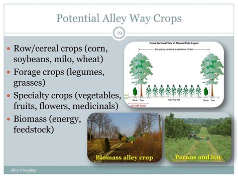 PPT - Alley Cropping PowerPoint Presentation, free download - ID:6898684