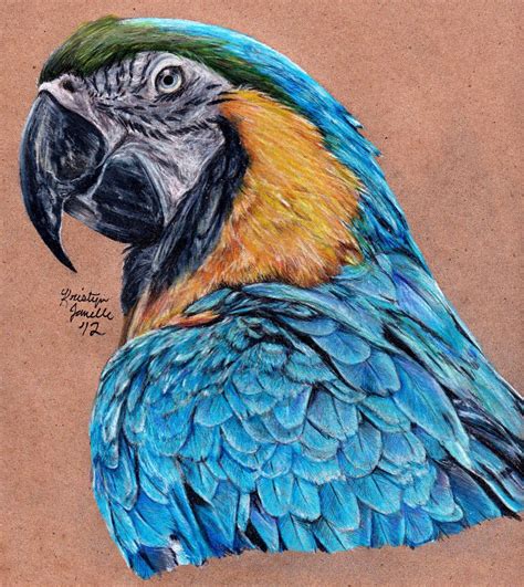 Colored Pencil - Kristyn Janelle: Wildlife & Pet Artist | Birds Bird Drawings, Realistic ...