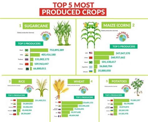 What Is The Most Popular Crop In Your Country? | Polytunnel Gardening