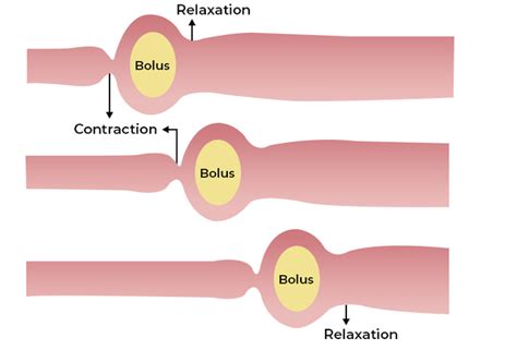 Peristalsis - Definition, Functions, Disorders, Examples and FAQs