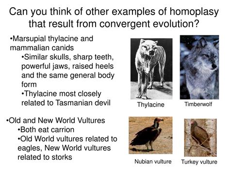 PPT - Homology vs. Homoplasy PowerPoint Presentation, free download ...