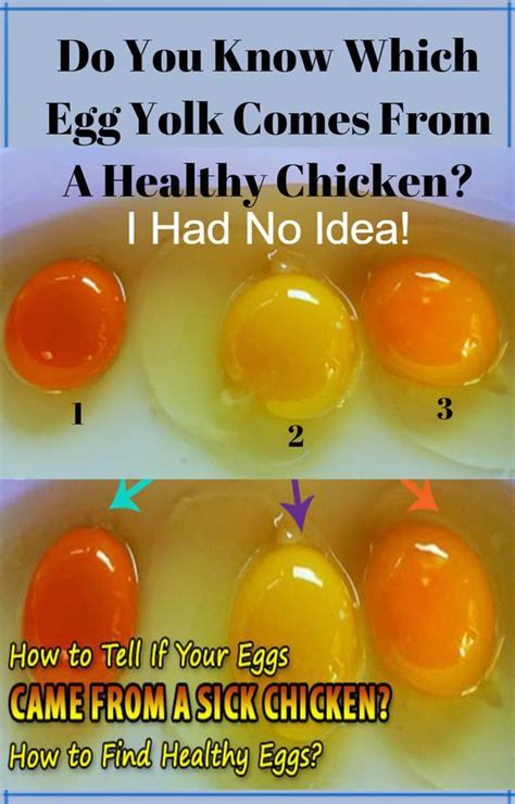 Chicken Egg Yolk Color Chart | Printable Templates Free