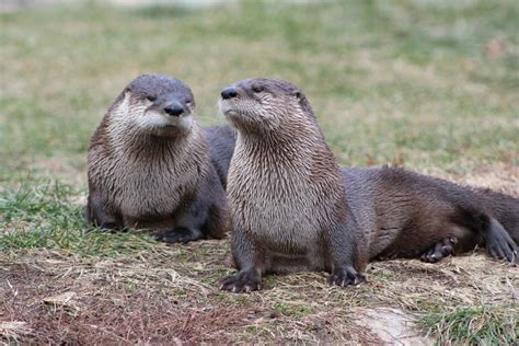 North American River Otter Facts: Profile, Traits, Range, Size - Mammal Age