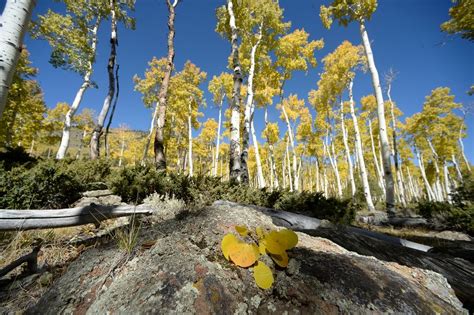 Aspen Tree Photography - Autumn Transition And Aspen Tree Biology ...