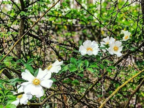 georgia state flower and tree - Mara Fish