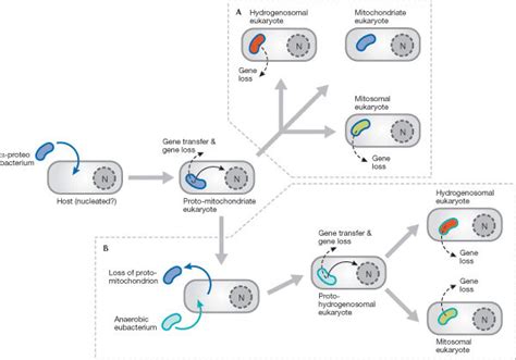 Evolution of mitochondria and mitochondrion-related organelles. (A ...