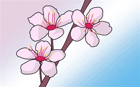 How To Draw Cherry Blossoms - Draw Central