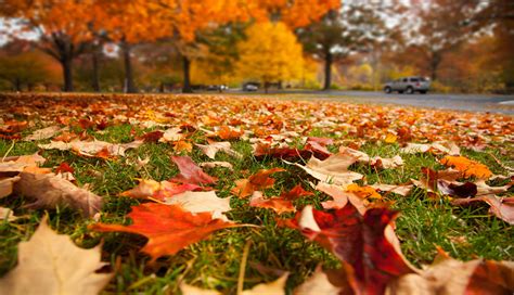 Fall Yard Cleanup Tips