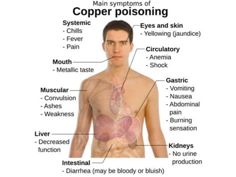 Are Copper Mugs Poisoning You? Myth Busted! – Advanced Mixology