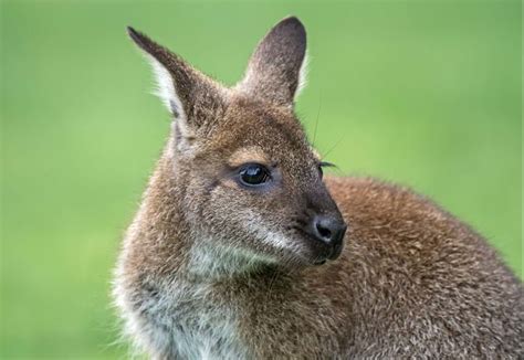 Meet The Wallabies