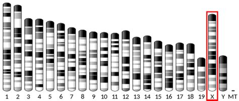 Factor VIII - Wikipedia