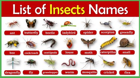 List Of All Insects Name In English With Pictures Eng - vrogue.co